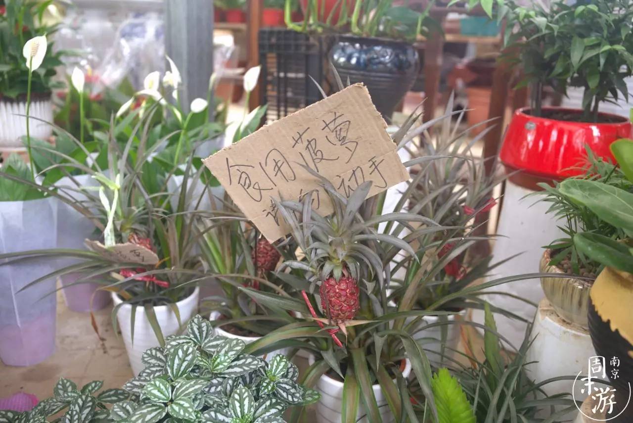 逛南京花卉市场视频,南京夫子庙花鸟鱼虫市场