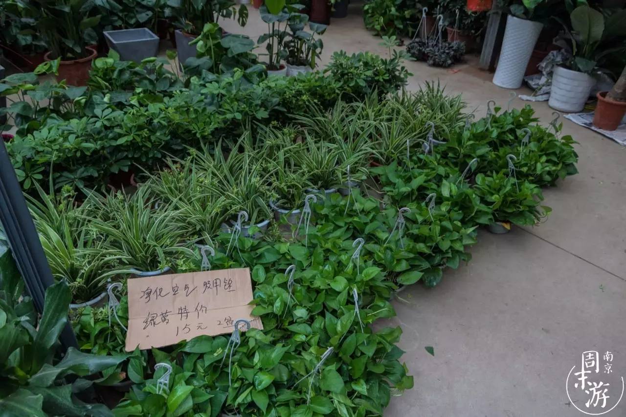 逛各种花鸟市场,南京花鸟鱼虫市场失火