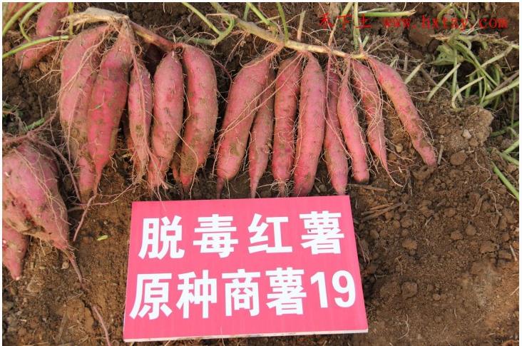 红薯种植前十名,正宗十大红薯品种