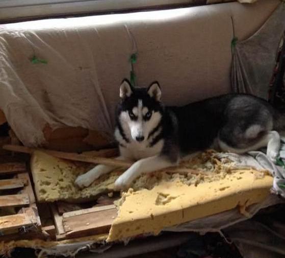 1000元二哈 (二哈为什么不值得买)