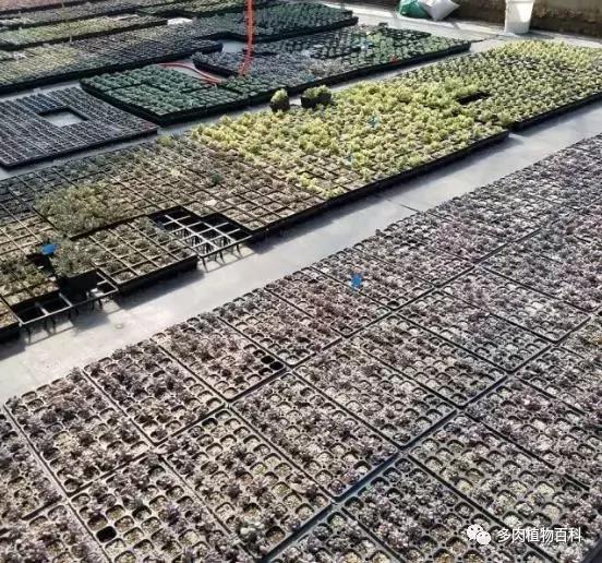 多肉菌类病怎么治,多肉的病虫草害主要有哪些