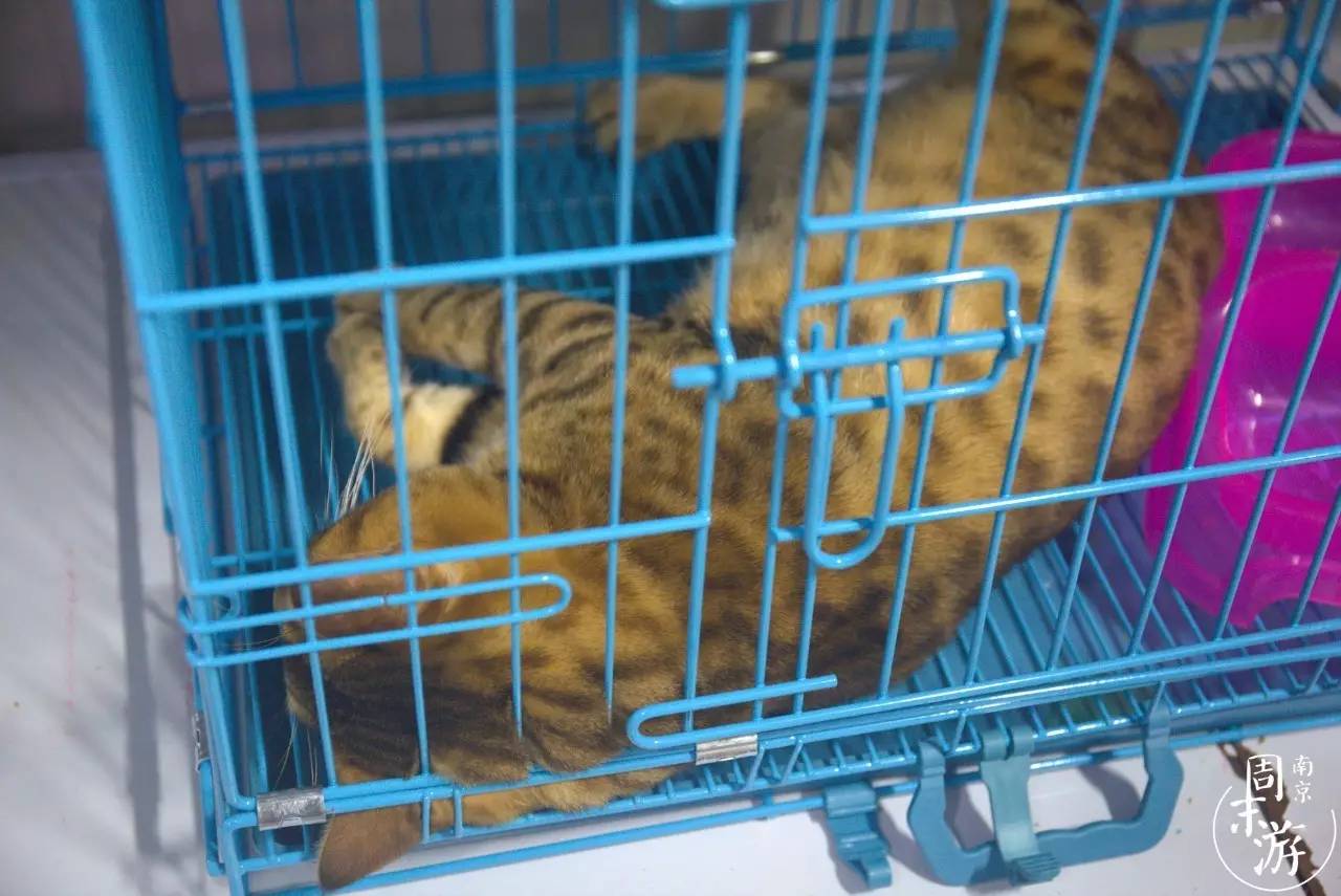 逛花鸟鱼虫市场的视频,南京花鸟鱼虫市场