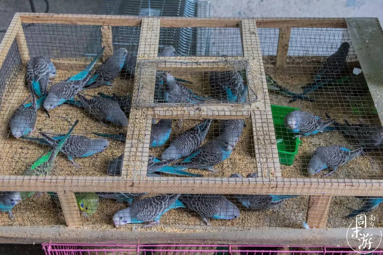 逛南京花卉市场视频,南京夫子庙花鸟鱼虫市场