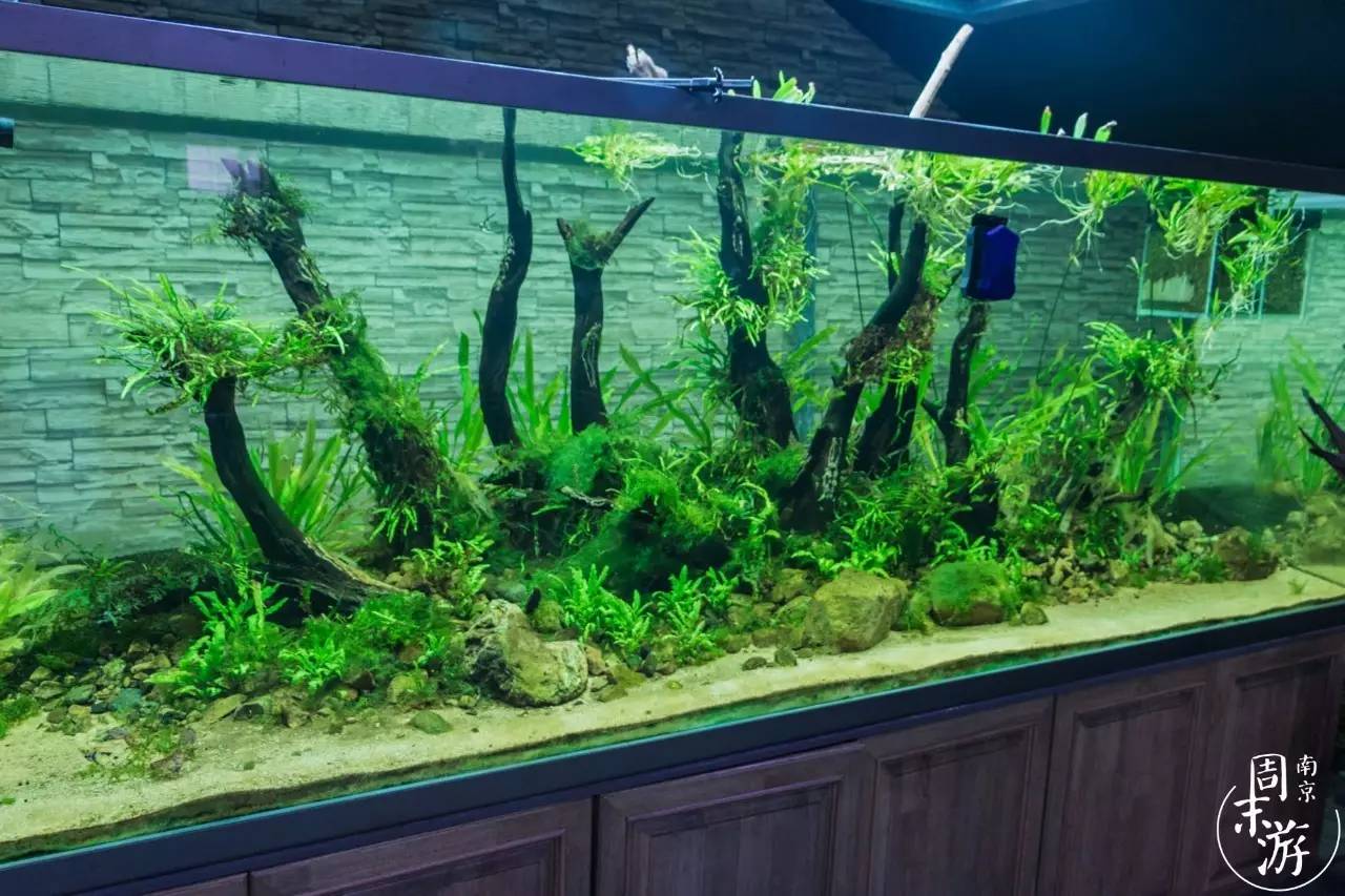 南京花鸟鱼虫市场,逛遍市场