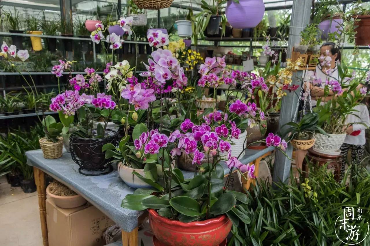 南京夫子庙花鸟鱼虫市场,南京花鸟鱼虫市场