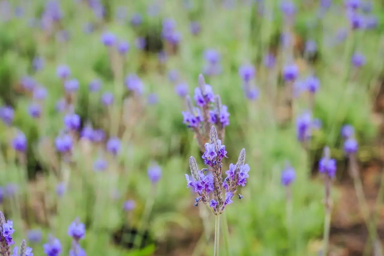 住在梦境般的黄姚花海之中，找回久违了的诗意与远方