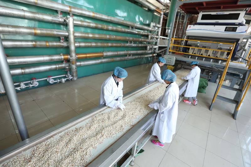 花生油是怎样榨出来的,花生油是怎么榨的