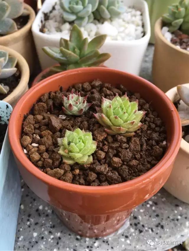 11岁小肉友的投稿：当多肉遇见盛夏的那场雨