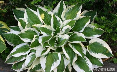 玉簪怎么养护,玉簪的养护方法