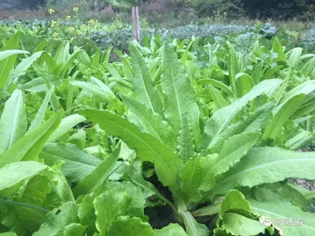 漂洋过海去泡你，这叫泡温泉，你那顶多叫泡澡！99%人是泡假温泉