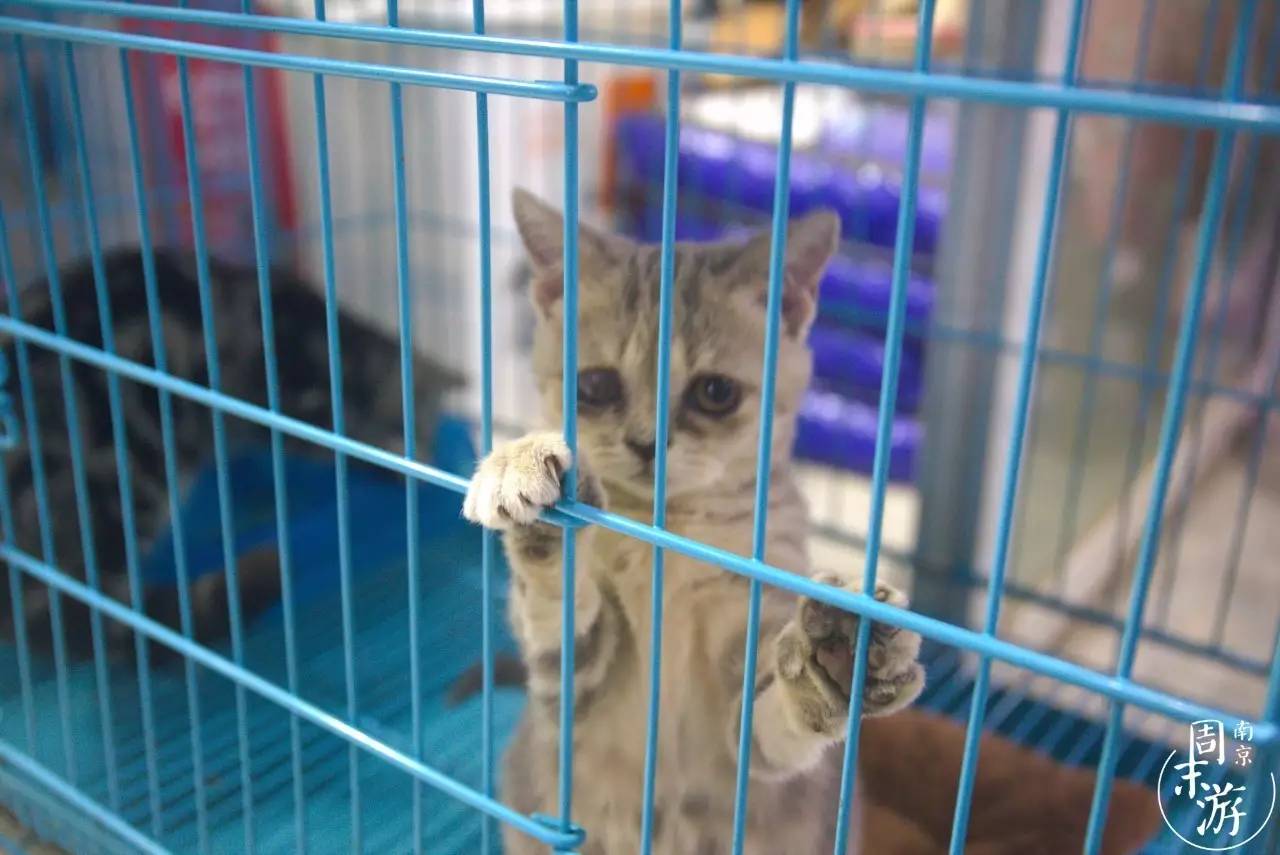 南京夫子庙花鸟鱼虫市场,南京花鸟鱼虫市场