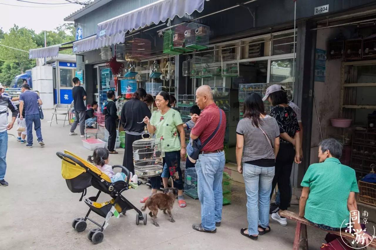 南京有几个花鸟鱼虫市场,南京湿地公园花鸟鱼虫市场在哪里