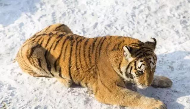 初冬掠影,哈尔滨的冬日魅力