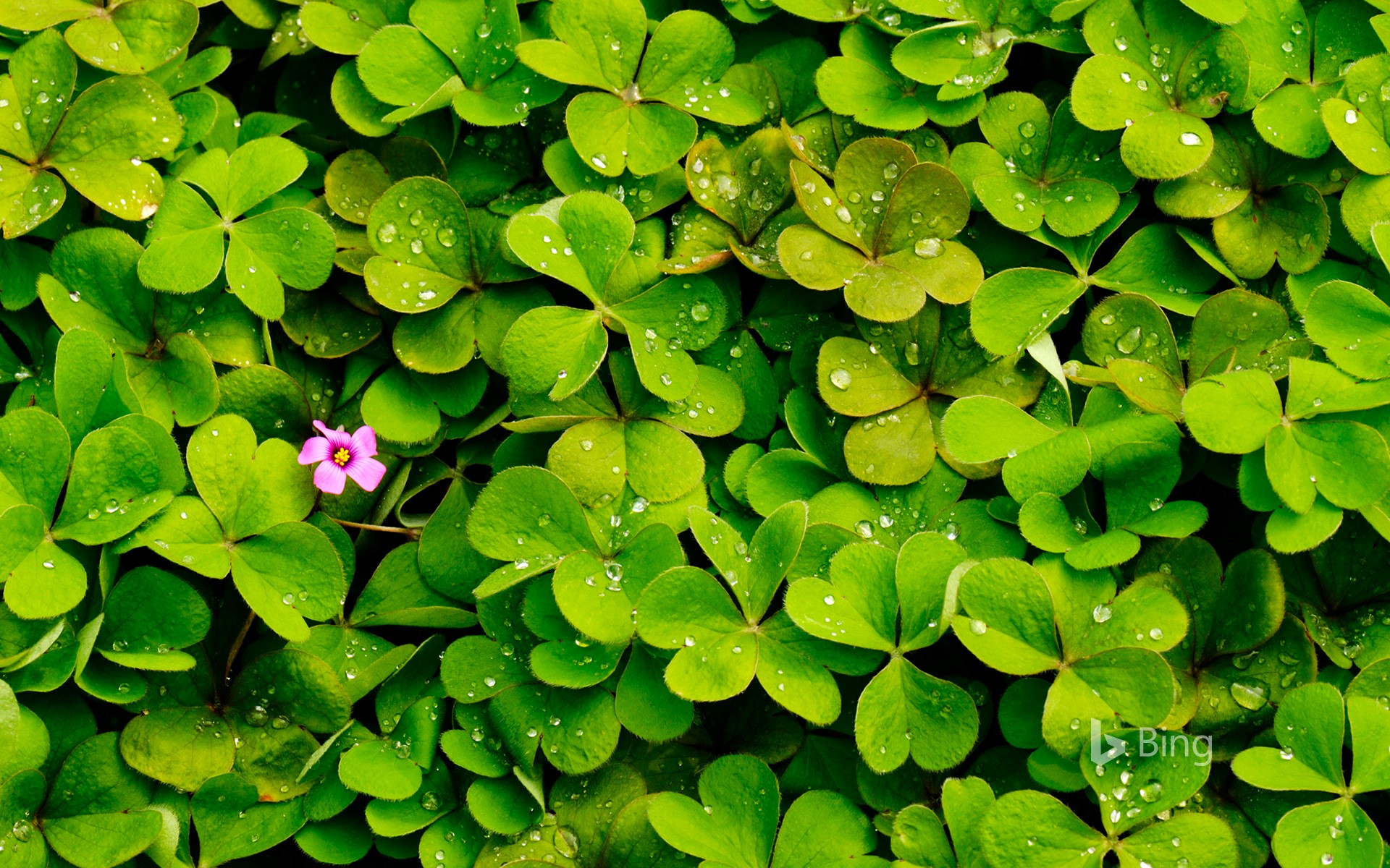 360随身wifi无线网卡创建失败,360随身wifi2怎么设置成无线网卡