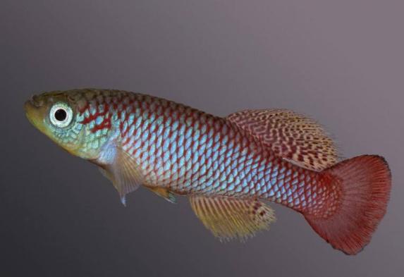 地球从来不缺少神秘，盘点地球上10大关于自然的谜团