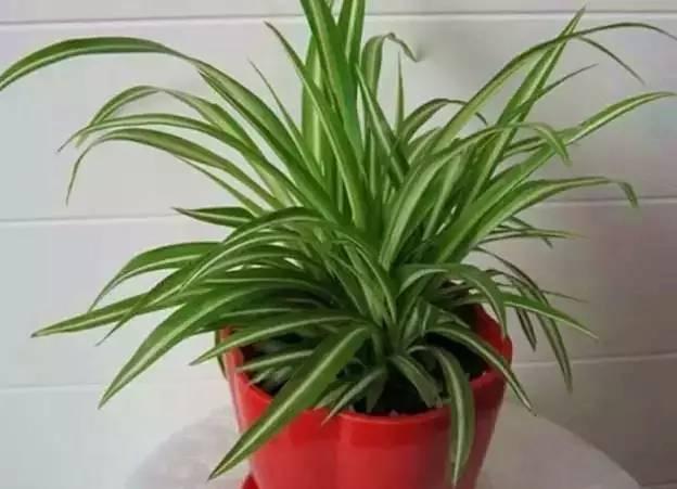 新装修的房子什么植物可以去甲醛,植物吸甲醛好还是活性炭吸甲醛好