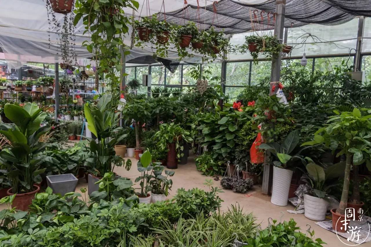 南京市最大的花鸟鱼虫市场在哪里,逛花鸟鱼虫市场的视频