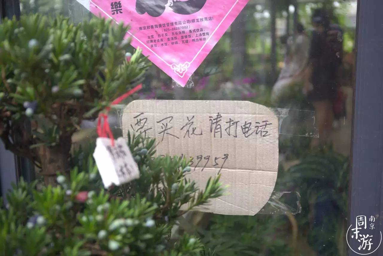 南京的花鸟市场在什么地方,南京夫子庙花鸟鱼虫市场