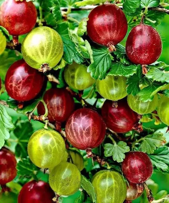 新西兰奇异果是几月的水果,新西兰奇异果大全