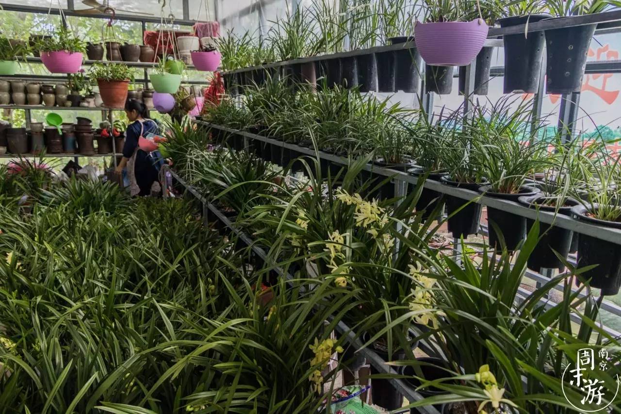 逛花鸟鱼虫市场的视频,南京花鸟鱼虫市场