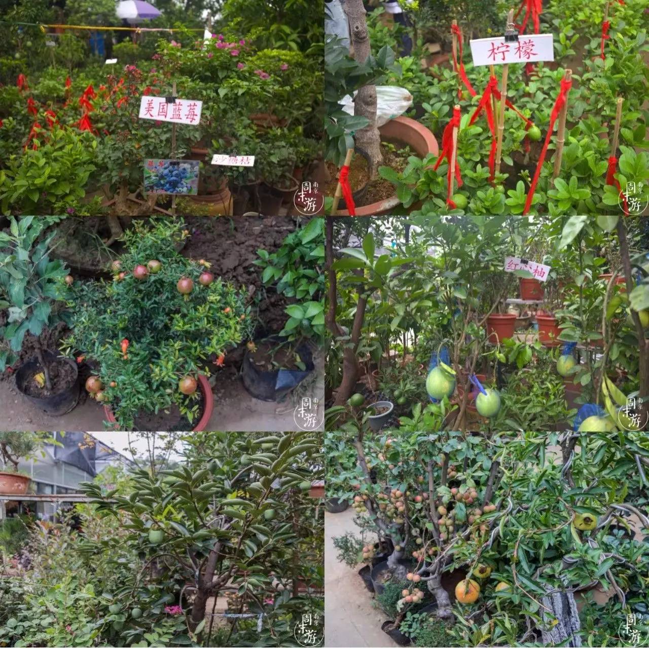 逛花鸟鱼虫市场的视频,南京花鸟鱼虫市场