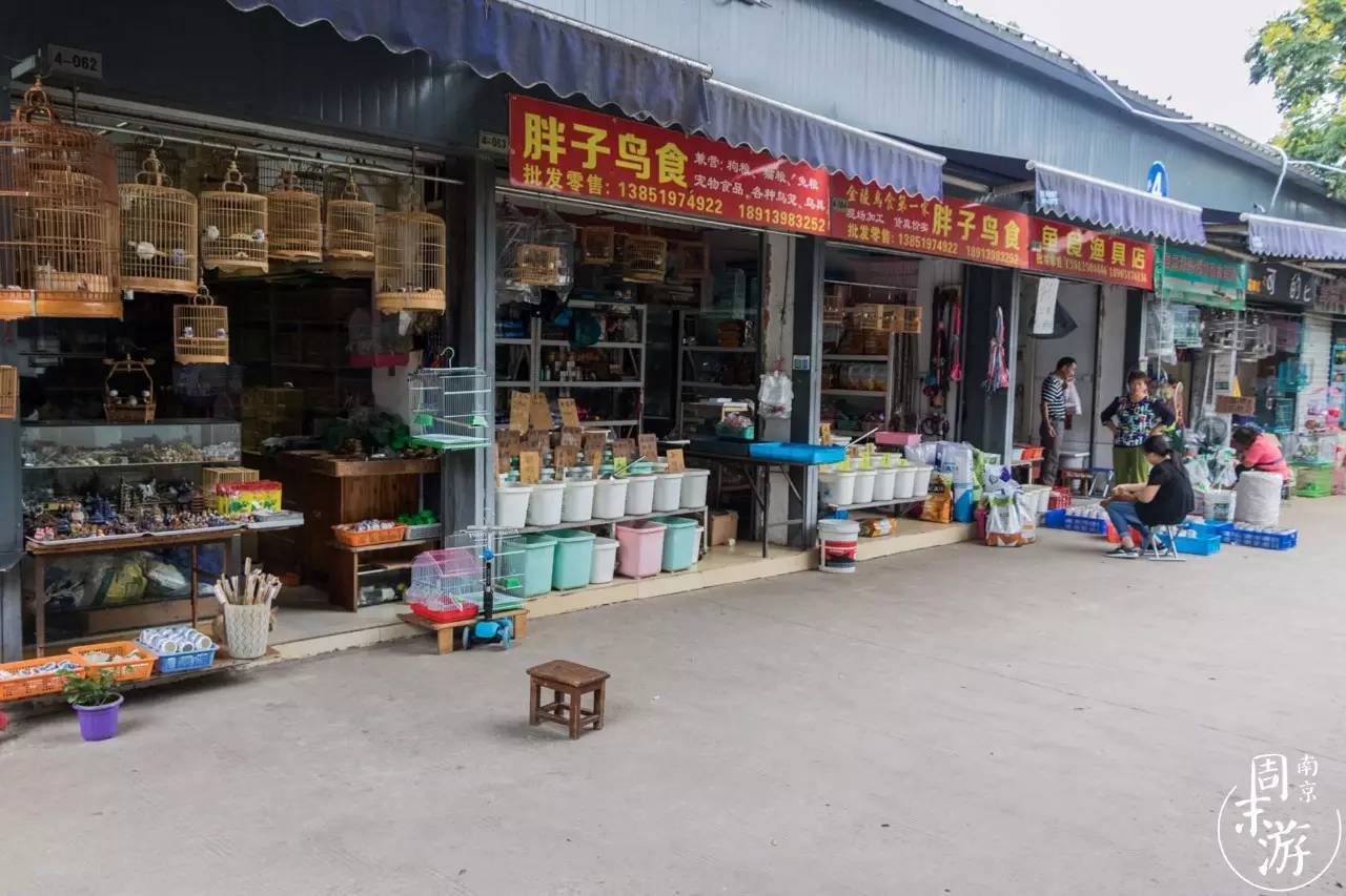 逛花鸟鱼虫市场的视频,南京花鸟鱼虫市场