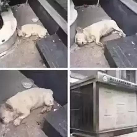 致狗狗的最后一封信,致养狗主人的一封信