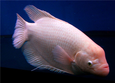 招财鱼寿命一般多长,养招财鱼真的能招财吗