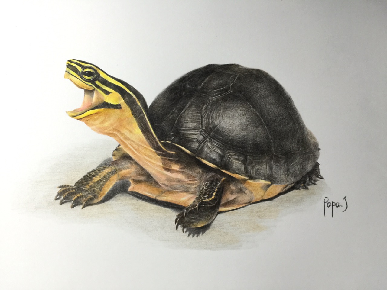 线纹安布闭壳龟吃啥,线安布闭壳龟成体