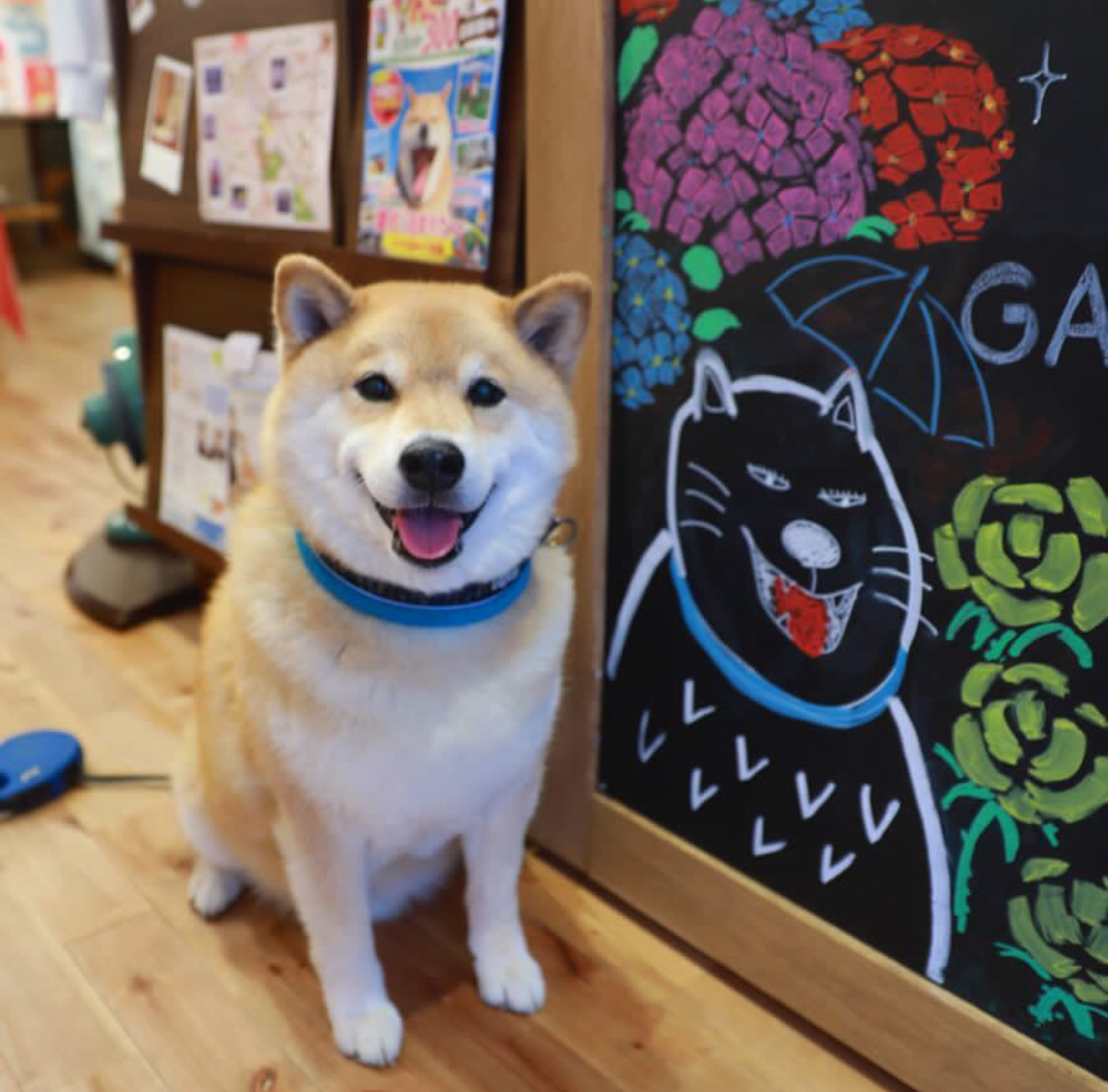 养宠物家庭必备神器,适合养宠物的家居用品