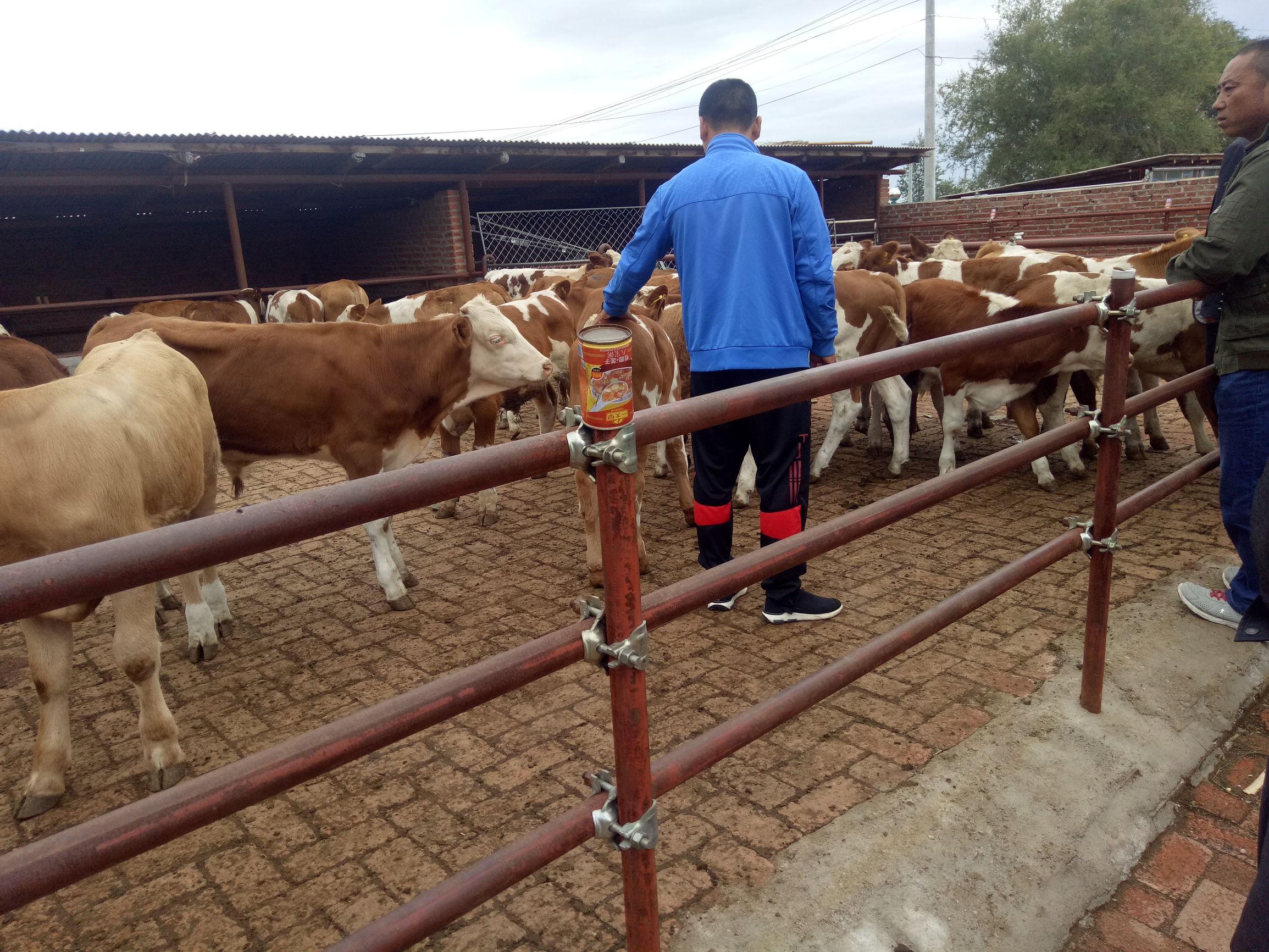 牛的常见病及养殖技术,牛的常见病中药治疗法