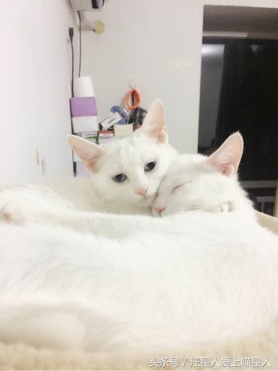 养两只猫咪什么体验,家里养个宠物猫是什么样的感觉