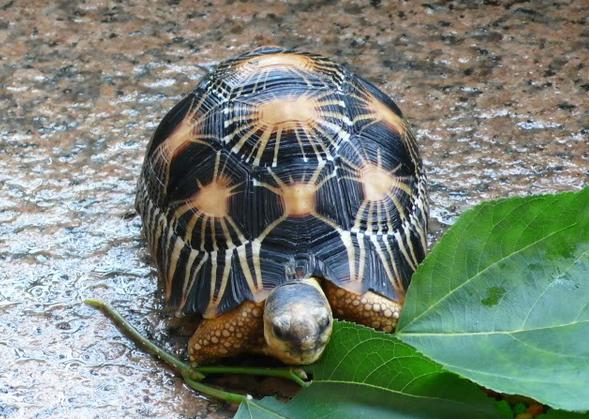 辐射陆龟活泼好动吗,海南省辐射陆龟繁殖