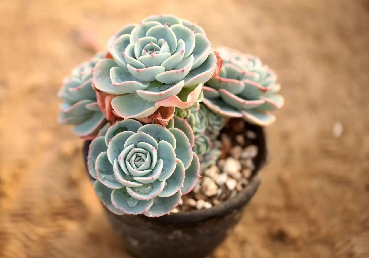 秋天如何养护玉蝶多肉,多肉玉蝶的养护