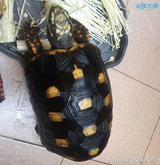 陆龟哪种长不大好养的,新手爬宠陆龟