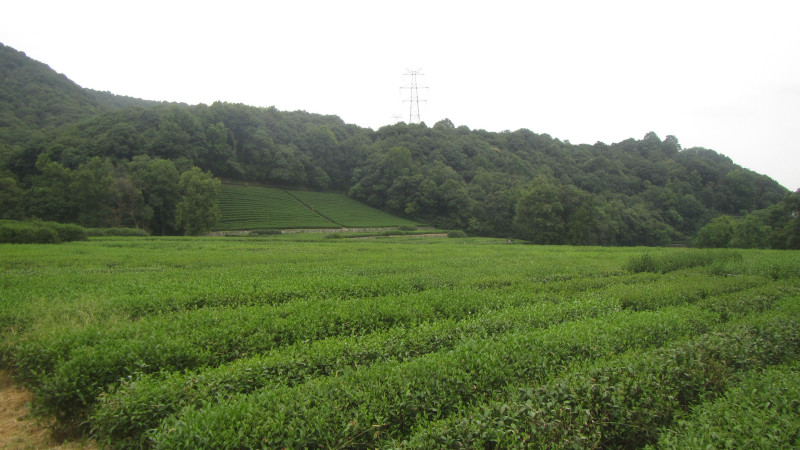 苏州西塘乌镇二日游团从杭州出发,苏州西塘乌镇二日一夜