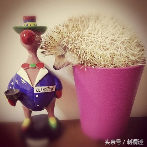 看看你适合养什么宠物小测试,测试一下自己可以养什么宠物