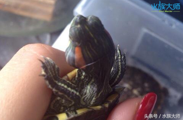 龟中耳炎取出依然肿,龟中耳炎的症状与治疗