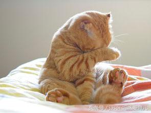 孩子见人不爱打招呼怎么教育,孩子遇到人不爱打招呼