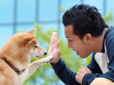 七种可爱狗狗,狗狗72种品种