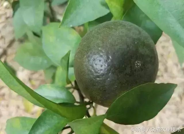 如何观察柑橘锈壁虱,怎么分辨柑橘锈壁虱果和沙皮病果