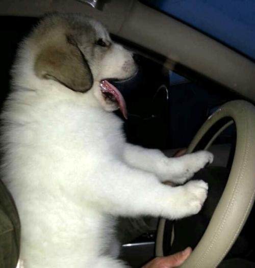 世界名犬大白熊犬,最大的大白熊犬