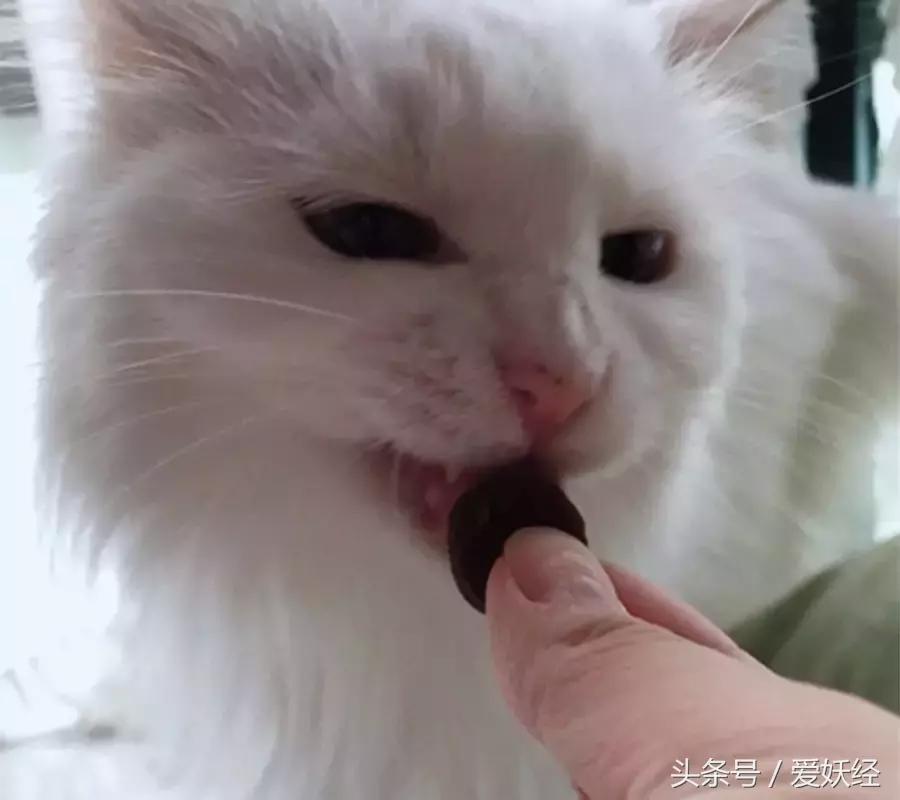 对猫咪真正有用的化毛产品,爱妖经