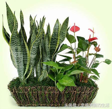 虎尾兰的栽培方法和注意事项,虎尾兰的种植方法