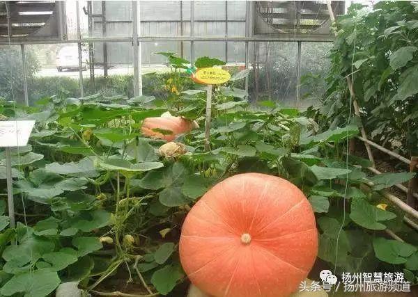 扬州农家乐游玩攻略,扬州十大最美农家乐