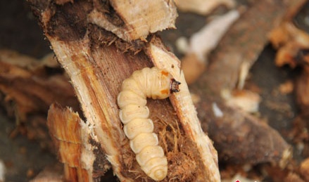 这些美味的虫子你敢吃吗,盘点可以吃的虫子