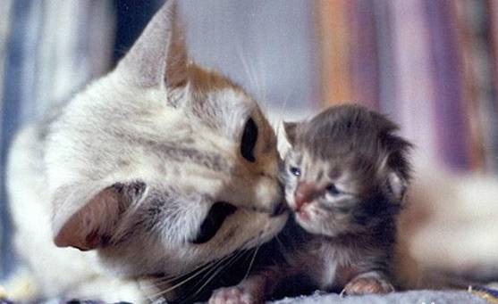 猫咪怀孕期间,这些事情你必须要知道!