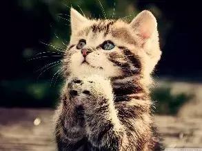 五个标准五查五看,猫砂测试红黑榜