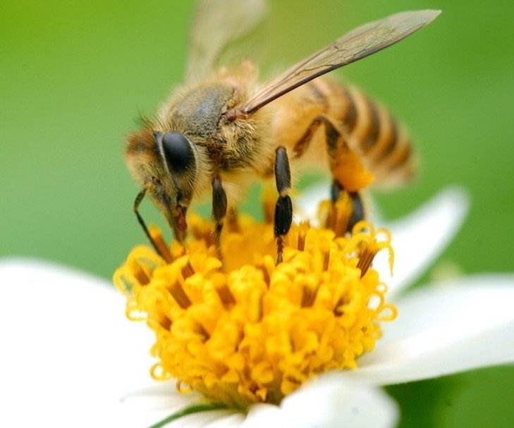 麦卢卡umf15和mgo300,麦卢卡蜂蜜的umf和mgo代表什么