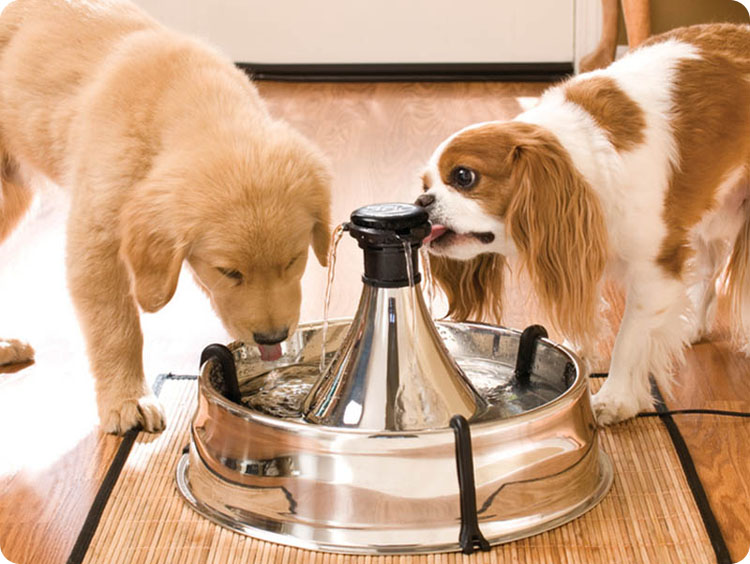 瀹犵墿鍠濅笉骞插噣鐨勬按鐢熺梾,瀹犵墿涔辨媺灞庡翱鎬庝箞瑙e喅